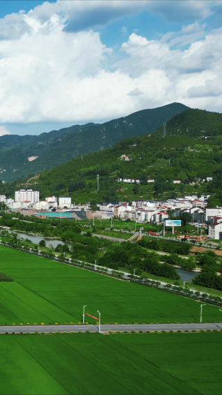 乡村振兴农业种植水稻农田竖屏航拍