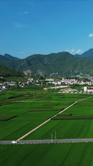 乡村振兴农业种植水稻农田竖屏航拍