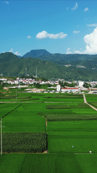 乡村振兴农业种植水稻农田竖屏航拍