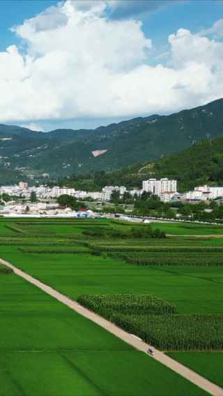 乡村振兴农业种植水稻农田竖屏航拍