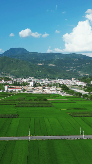 乡村振兴农业种植水稻农田竖屏航拍