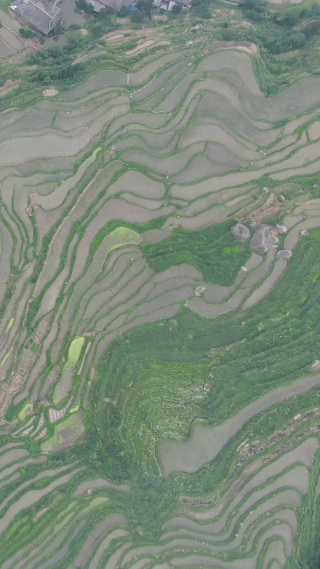 俯拍梯田农田种植竖屏