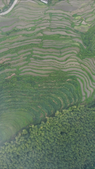俯拍梯田农田种植竖屏