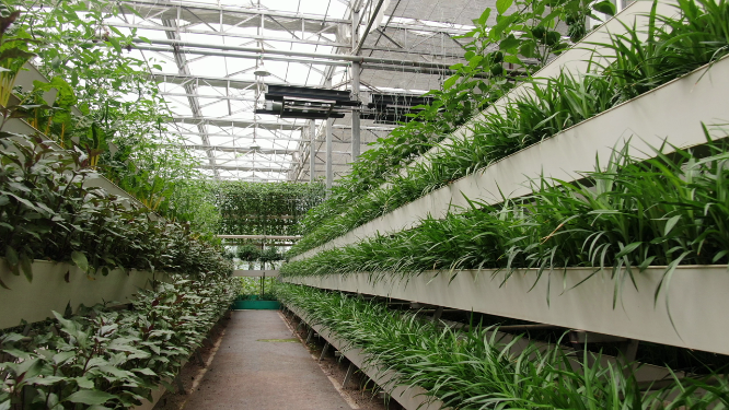 农业种植有机蔬菜