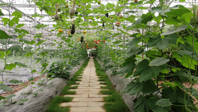 农业种植有机蔬菜