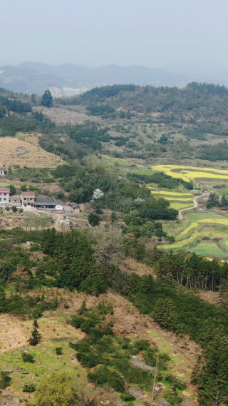 农业种植油菜花竖屏航拍