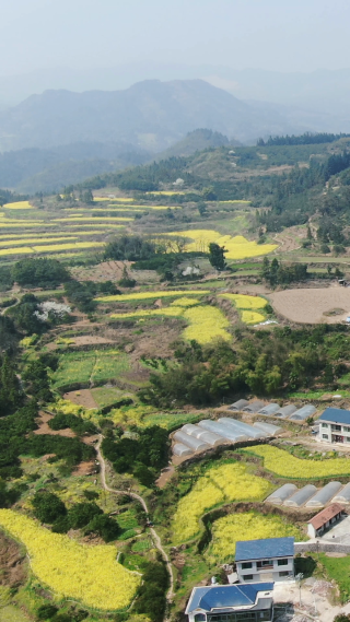 农业种植油菜花竖屏航拍