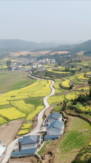 农业种植油菜花竖屏航拍