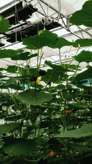 农业种植绿色蔬菜小瓜