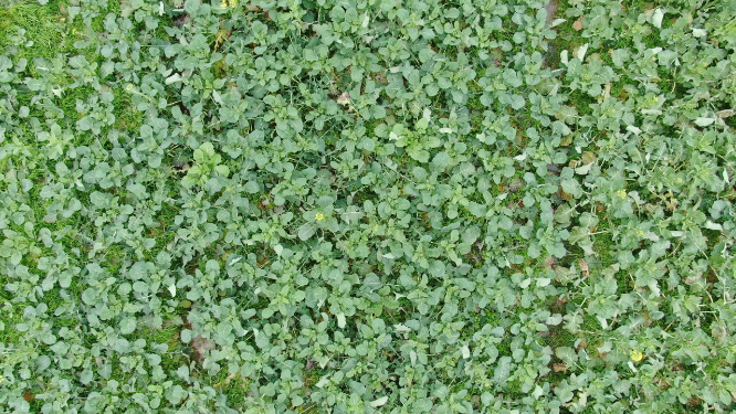 农业种植航拍农作物油菜