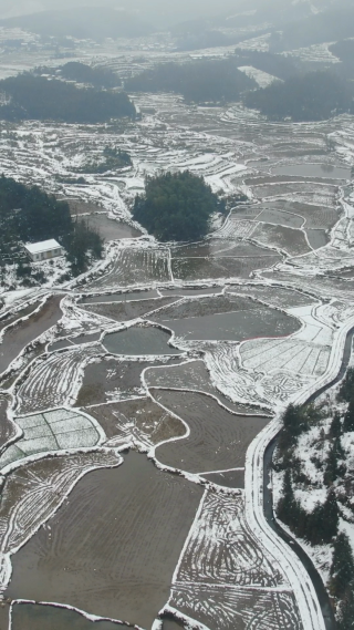 冬天水田雪景竖屏航拍