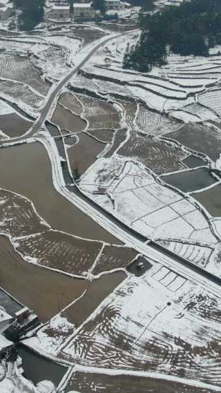 冬天水田雪景竖屏航拍