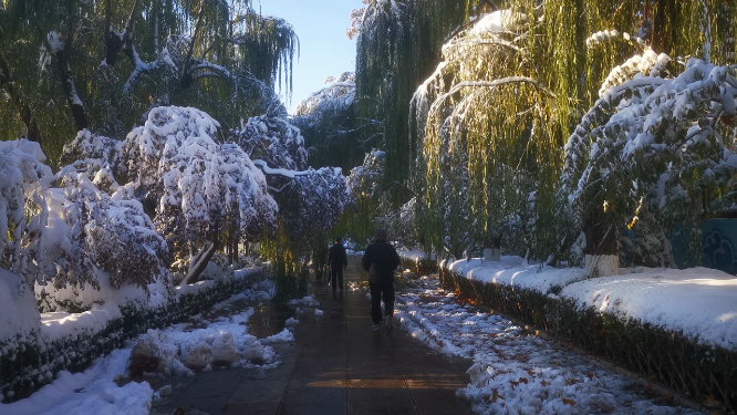冬天雪景树枝树叶植物