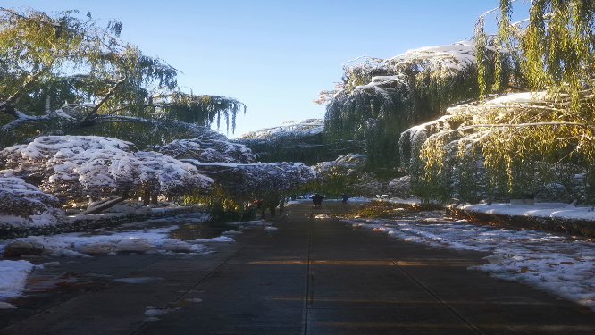 冬天雪景树枝树叶植物