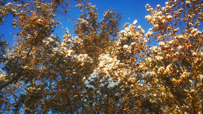 冬天雪景树枝树叶植物