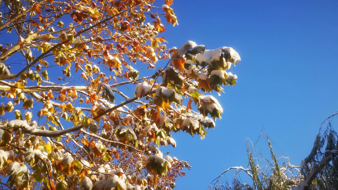 冬天雪景树枝树叶植物
