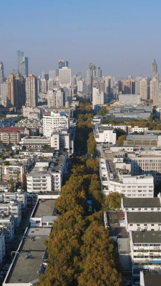 南京城市秋天枯黄法国梧桐竖屏航拍