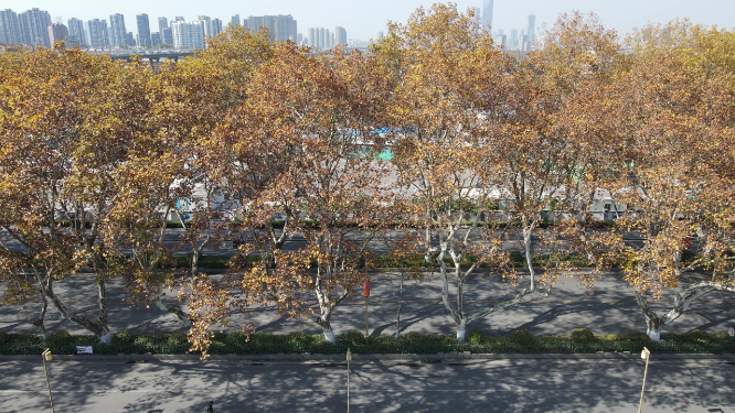 城市航拍南京秋天枯黄法国梧桐