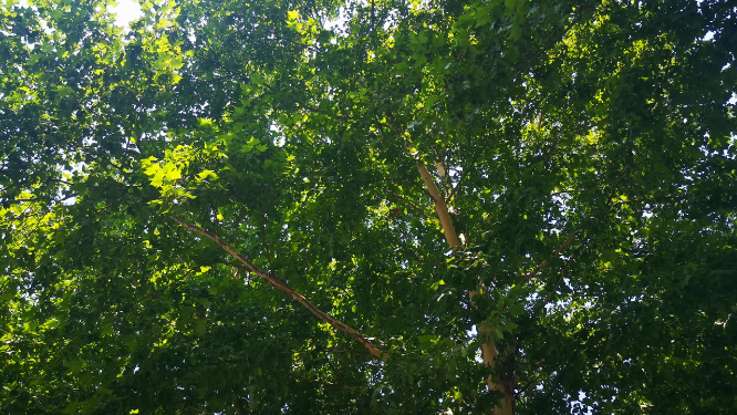 夏日清新绿色绿叶植物