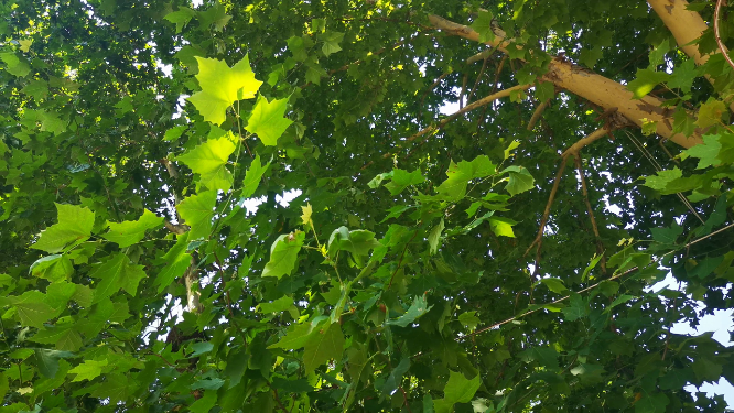 夏日清新绿色绿叶植物