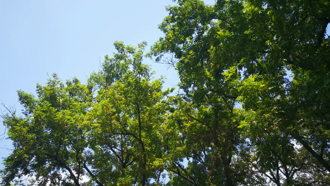 夏日清新绿色绿叶植物