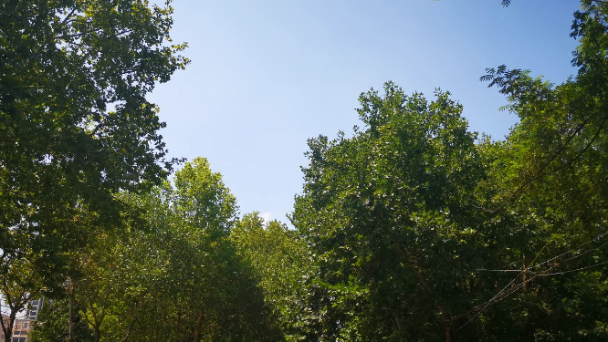 夏日清新绿色绿叶植物