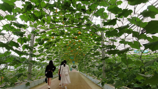 大棚农业种植蔬菜基地