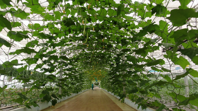 大棚农业种植蔬菜基地