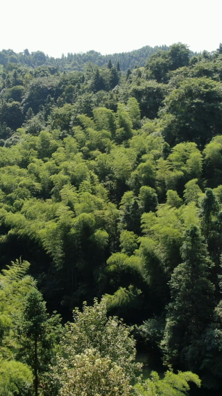 大自然绿色植物森林竖屏航拍