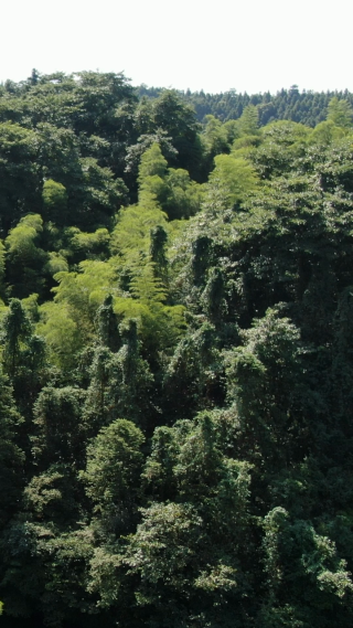 大自然绿色植物森林竖屏航拍