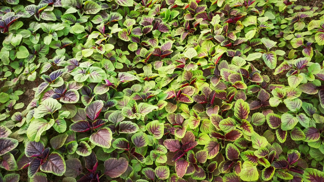 实拍农业种植有机蔬菜