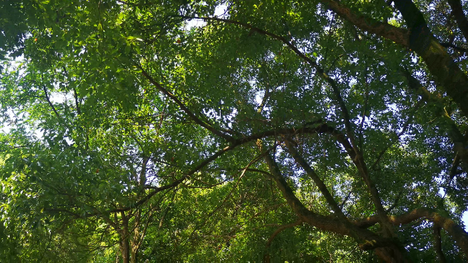实拍参天大树绿色植物