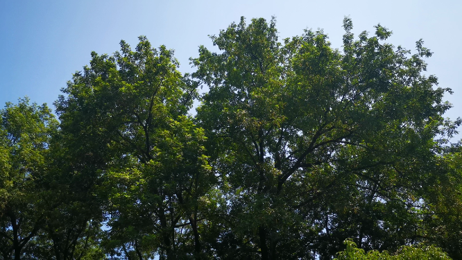实拍夏日植物蓝天树枝树叶