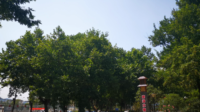 实拍夏日植物蓝天树枝树叶
