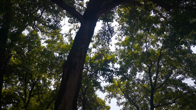 实拍夏日植物蓝天树枝树叶