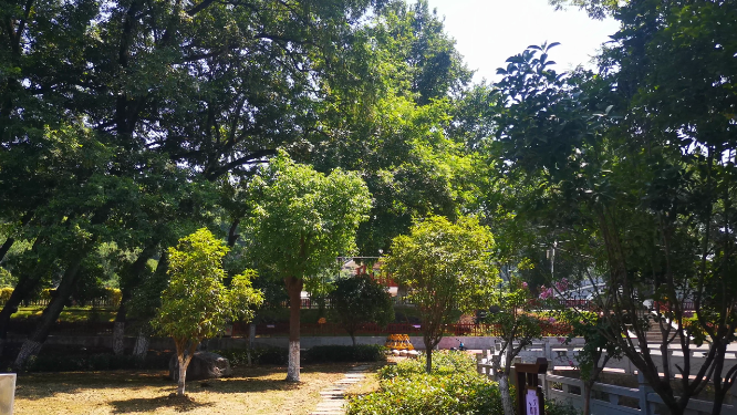 实拍夏日植物蓝天树枝树叶