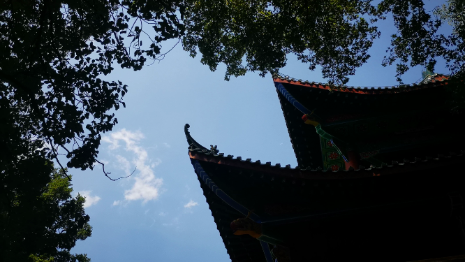 实拍夏日蓝天树枝树叶 