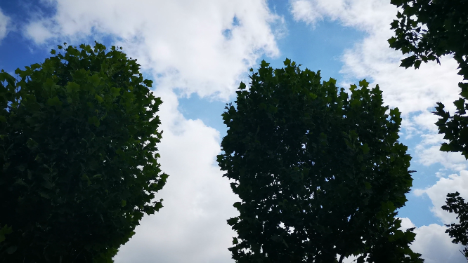 实拍夏日蓝天树枝树叶 