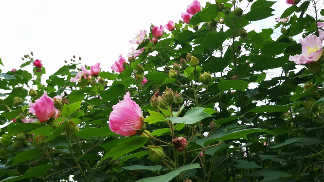实拍大自然芦苇花朵树枝树叶植物