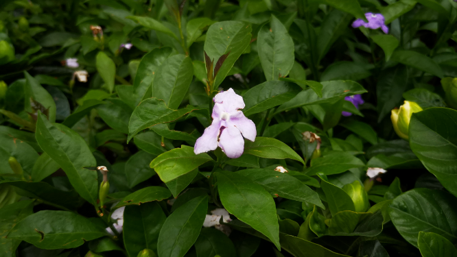 实拍大自然花草植物