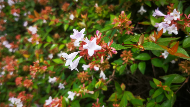 实拍大自然花草植物鲜花花朵