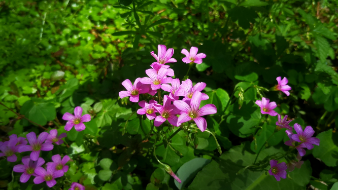 实拍大自然野花野草植物