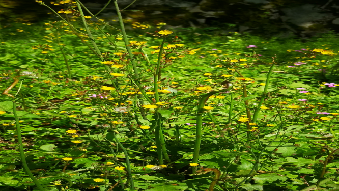 实拍大自然野花野草植物