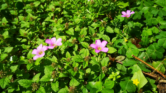 实拍大自然野花野草植物
