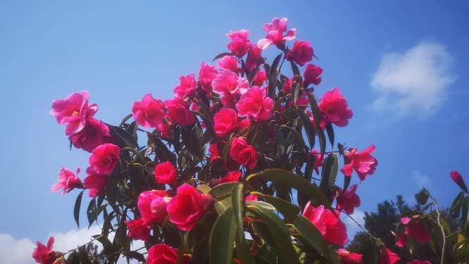 春天野生山茶花盛开