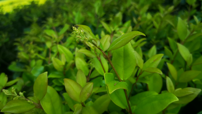 实拍春天树枝嫩芽