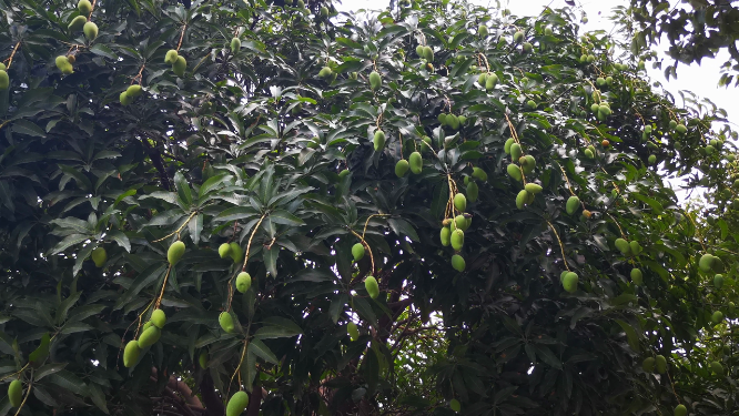 实拍水果芒果树