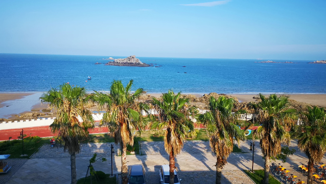 实拍海边棕树大海