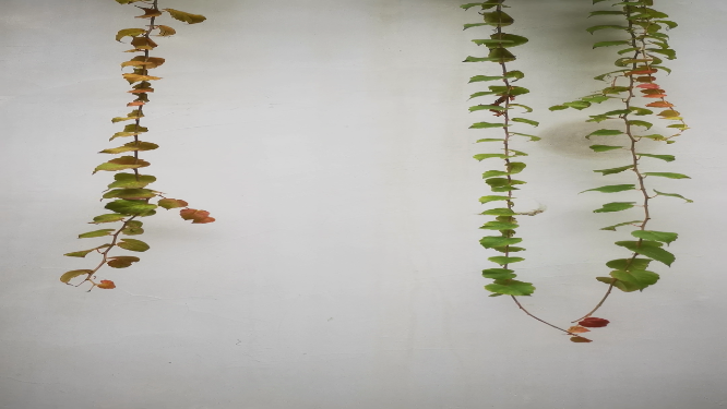 实拍爬山虎植物 