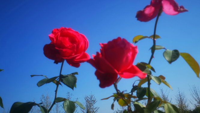 实拍玫瑰花鲜花花朵